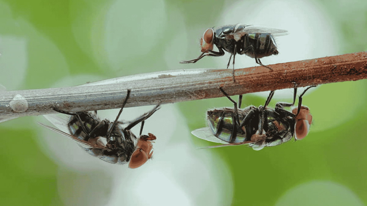 How to Get Rid of Fruit Flies in Your Drain